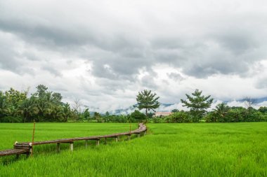 Bambu geçit bulutlu gün pirinç yeşil alanında