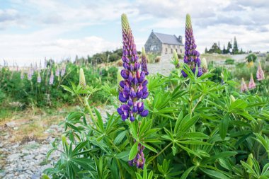 Kilise zemin ile Yeni Zelanda Tekapo gölde baharda kadar Menekşe lupin fabrikayı kapatma