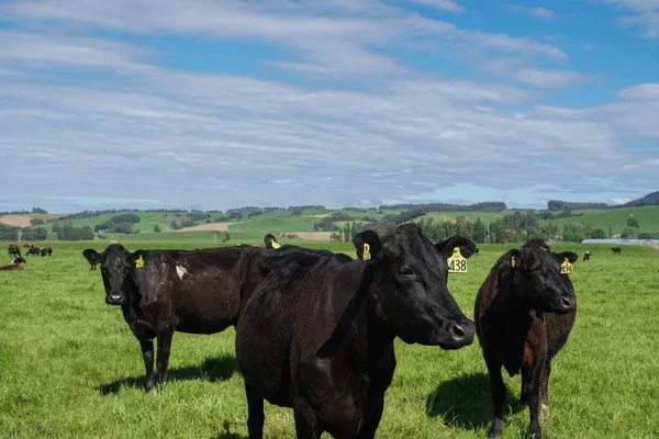 ニュージーランドの農業産業に囲まれた緑の牧場で黒い牛 — ストック写真