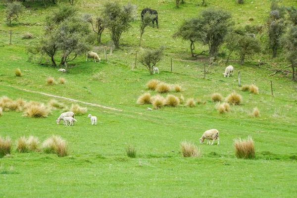 white sheep herd at outdoor farm on green hill in New Zealand