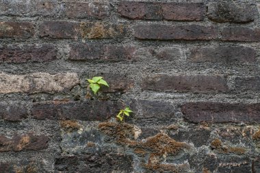 eski vintage tuğla duvar küçük bitkiler büyümek