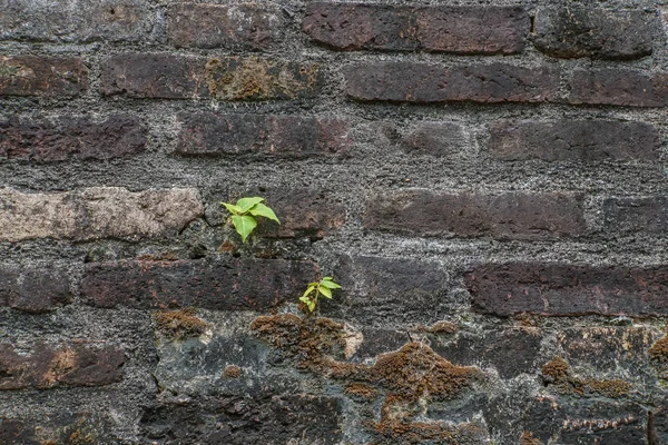 Маленькие Растения Растут Старинной Кирпичной Стене — стоковое фото