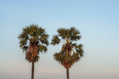 kırsal alanda uzun palmiye ağaçları ile gökyüzü kadar'nde Günbatımı kapatın