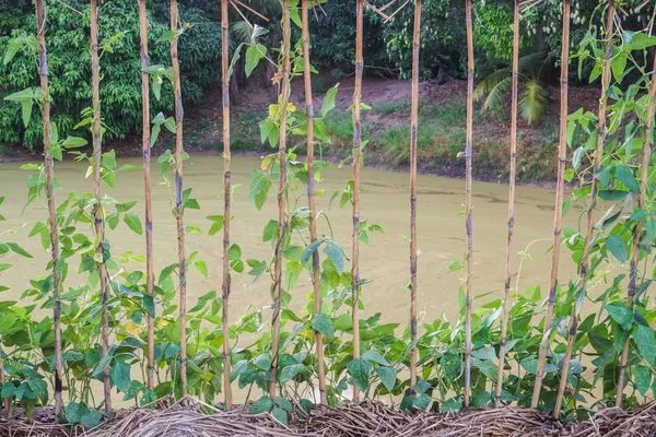 green climber plant at backyard garden in countryside