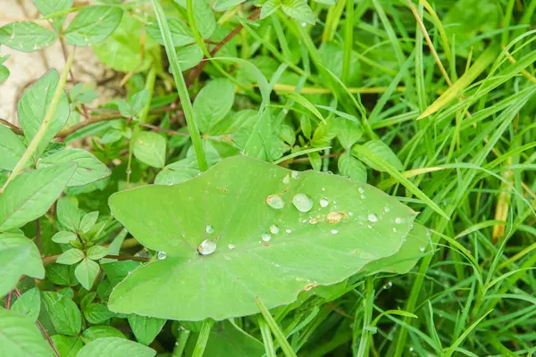 Goccia Rugiada Sulla Foglia Verde Mattino Nella Stagione Delle Piogge — Foto Stock