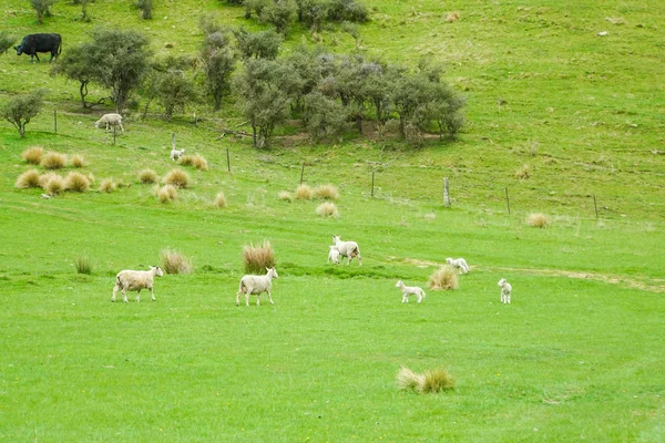 Beyaz Tüylü Koyun Sürüsü Üzerinde Yeni Zelanda Yeşil Bahçesinde Tarım — Stok fotoğraf