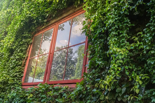 Zielone Rośliny Alpinistyczne Zabytkowej Ramy Okna Czerwony Dom — Zdjęcie stockowe