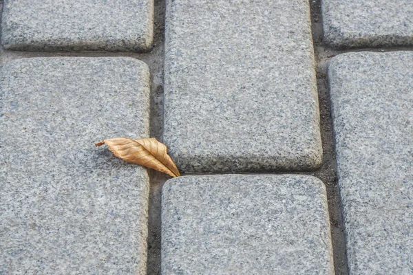 close up falling leaf on the concrete fall in autumn season