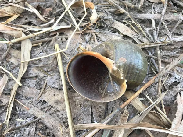 Hard Shell Apple Snail Dry Farm — ストック写真