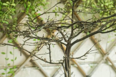 seçici odak kuru ağaç dalları