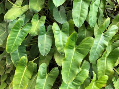 Duvarda asılmış yeşil yapraklar