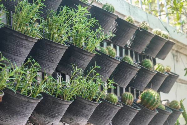 Kleine Grüne Pflanztöpfe Mit Kaktus Der Hauswand Garten — Stockfoto
