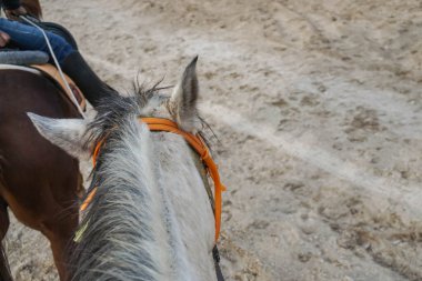 Çiftlikte saçları olan beyaz at kafasının arkasını kapatın.
