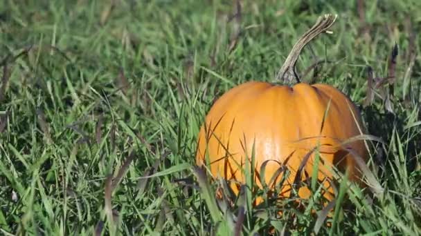 Someone Looks at a Pumpkin in the Grass. Tucked Away in the Grass. Mystic. — Αρχείο Βίντεο