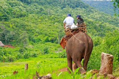 Elephan ile macera