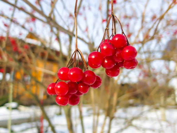 Viburnum berries on a branch — Stock Photo, Image