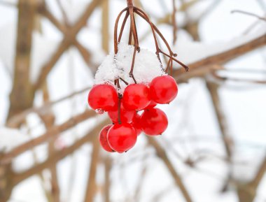 Kartopu meyveleri bir şube ile kar üzerinde