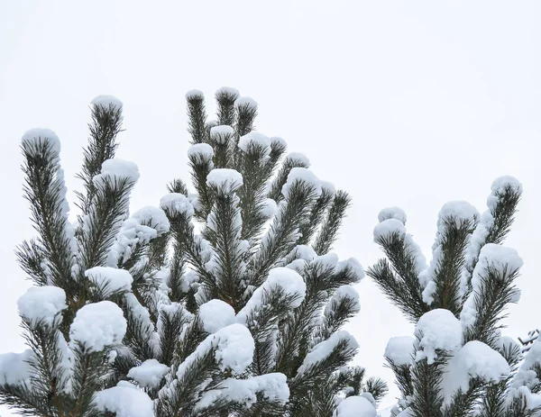 Ramos de pinho na neve — Fotografia de Stock