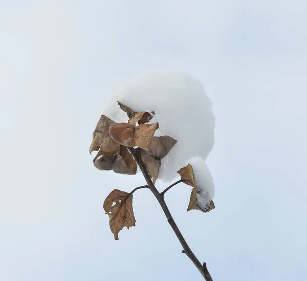 Větev se sněhem proti modré obloze — Stock fotografie