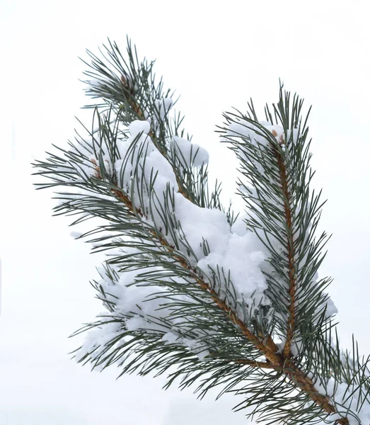 Ramos de pinho na neve — Fotografia de Stock