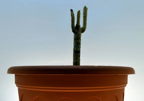 De droge stengel van een plant — Stockfoto