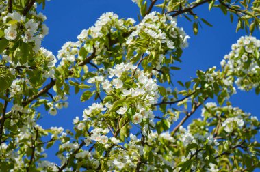 Bahçede çiçek açan armut ağacı