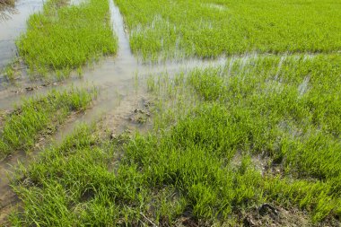 Coşkulu pirinç bitki