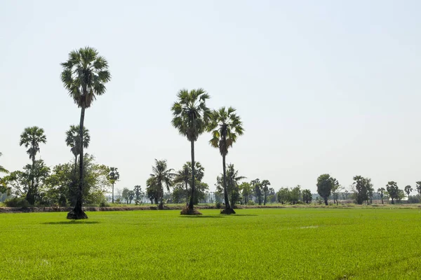 Palmy w zielonym ryzem roślin — Zdjęcie stockowe
