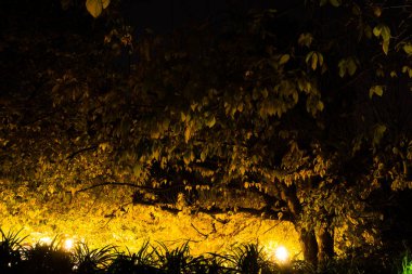 Sonbahar gece dalları