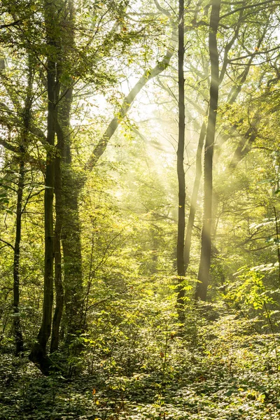 Işık ışınları üzerinde sihirli bir sisli orman ben