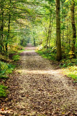 Filtre uygulanmış ışınları ile yoğun bir orman kapsamında bir yol bırakır