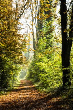 Bir yol kapalı yaprakları yoğun bir orman içinde tarafından