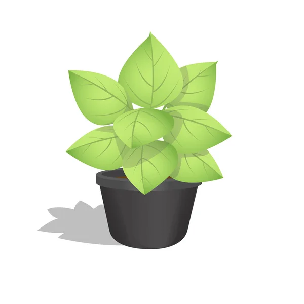 Planta verde creciendo en una maceta con fondo blanco — Vector de stock