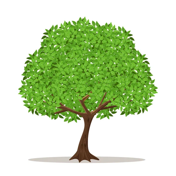 Isolated shade tree on white background. Vector Graphics