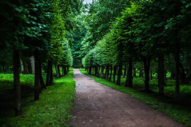 Yeşil sokak. Yeşil ağaç. Ağaçlar sokak. Yaz doğa. Park.Walk kare ile. Güzel doğa.