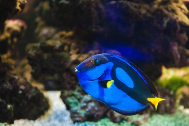 Balık Surgeon.Rare balık. Doğu Afrika Hint-Pasifik bölgesinden Japonya ve Samoa dağıtılan.