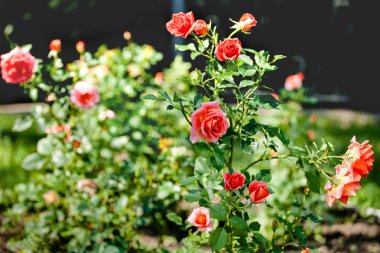 Gül çiçek. Yaz manzara. Çok renkli. Güneşli bir gün. Parlak renkler. Yeşil yeşillik. Bahar geldi. Yaz.