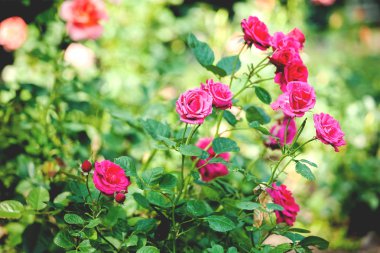 Gül çiçek. Yaz manzara. Çok renkli. Güneşli bir gün. Parlak renkler. Yeşil yeşillik. Bahar geldi. Yaz.