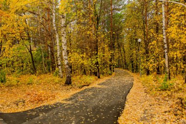 Sonbahar manzara. Sarı yapraklar. Pastırma yazı. Parlak renkler sonbahar yaprak.