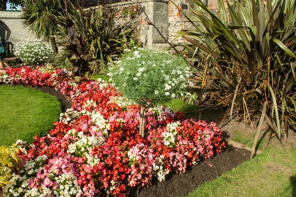 Piękne kwiaty w ogrodzie publicznym, North Berwick, Szkocja — Zdjęcie stockowe