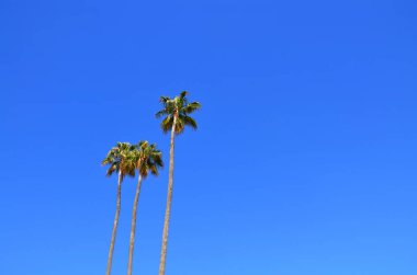 Palmiye ağaçları, arka plan. 