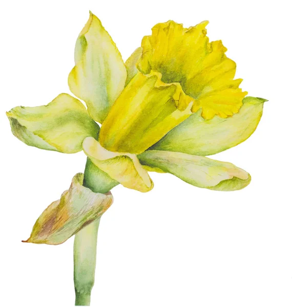 Yellow daffodil. Watercolor. Handmade — Stock Photo, Image