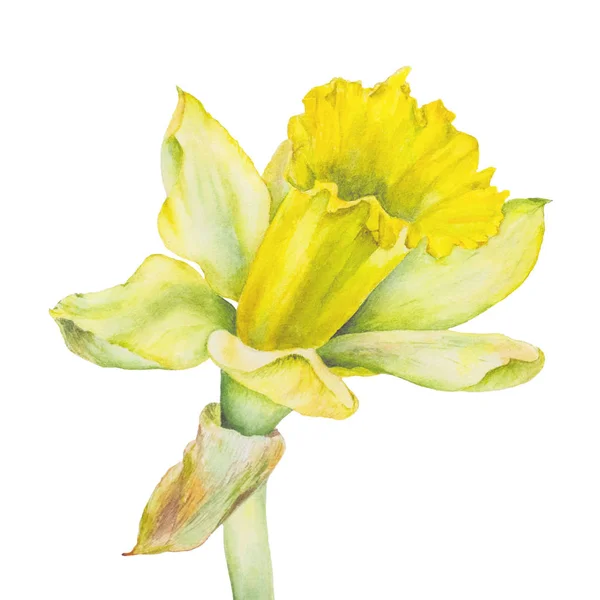 Ботанічна акварельна ілюстрація жовтого нарцису на білому тлі. Може використовуватися для веб-дизайну, поліграфії або текстилю — стокове фото
