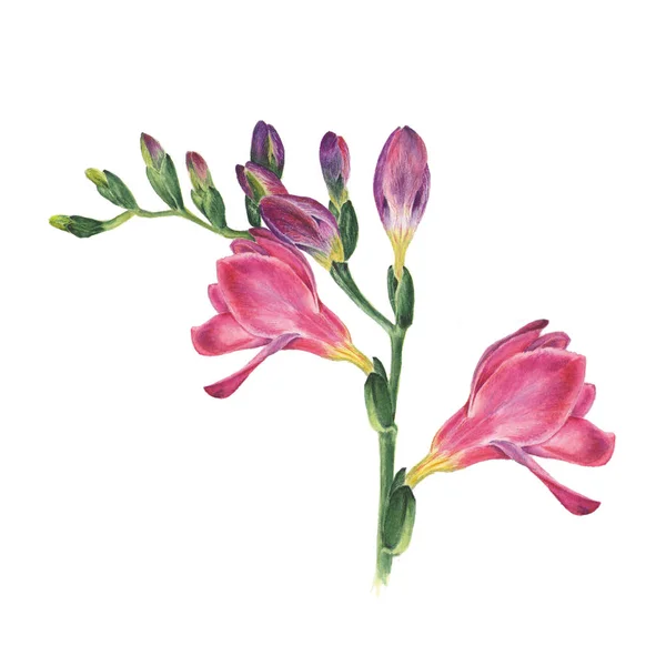 Botanická ilustrace akvarel frézie na bílém pozadí. Může být použité webdesign, polygrafie nebo textilní — Stock fotografie