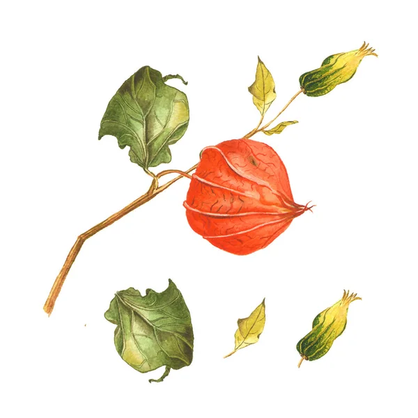 Illustration aquarelle botanique, ensemble de parties de physalis sur fond blanc. Pourrait être utilisé pour le marché sain, menu de restaurant, conception de cosmétiques, paquet — Photo