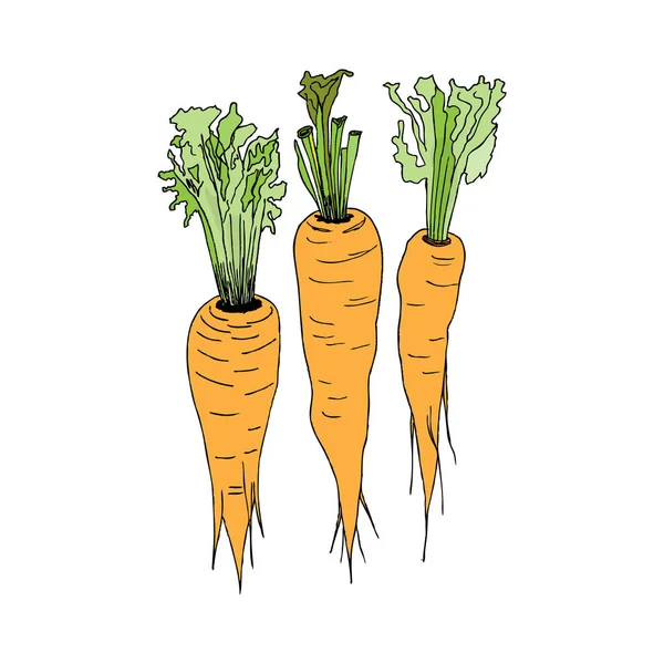 Three orange carrots. Vector images — Stock Vector