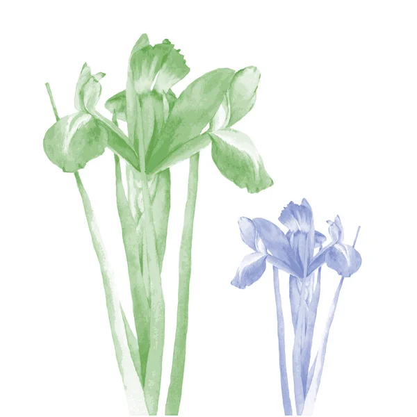 Ilustracja Zdjęcie realistyczne iris w dwóch kolorach — Zdjęcie stockowe