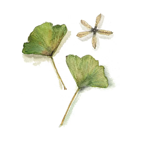 Ботаническая акварельная иллюстрация цветных листьев гинкго на белом фоне — стоковое фото