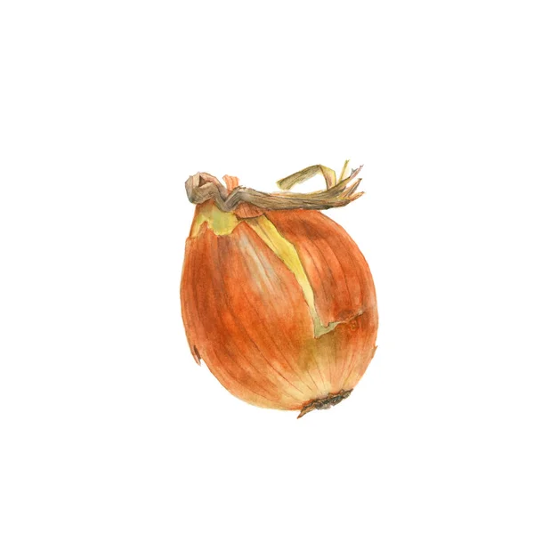 Allium cepa. Χειροποίητα βοτανικό ακουαρέλα εικονογράφηση κίτρινο κρεμμύδι σε λευκό φόντο — Φωτογραφία Αρχείου