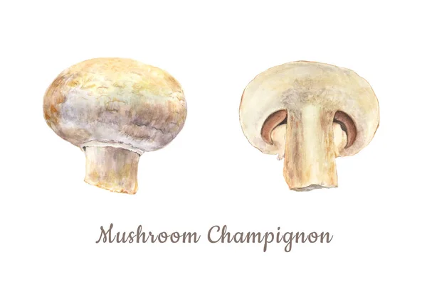 Ботаническая акварельная иллюстрация цельного и вырезанного гриба Champignon на белом фоне — стоковое фото